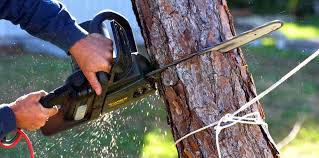 Best Emergency Tree Removal  in Packanack Lake, NJ