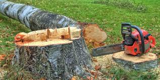 Best Tree Preservation Services  in Packanack Lake, NJ
