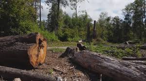 Best Tree Disease Treatment  in Packanack Lake, NJ