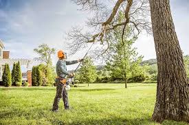 Best Palm Tree Trimming  in Packanack Lake, NJ