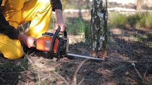 Best Fruit Tree Pruning  in Packanack Lake, NJ