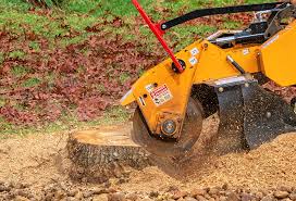 Best Tree Removal  in Packanack Lake, NJ