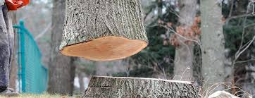 Best Hazardous Tree Removal  in Packanack Lake, NJ