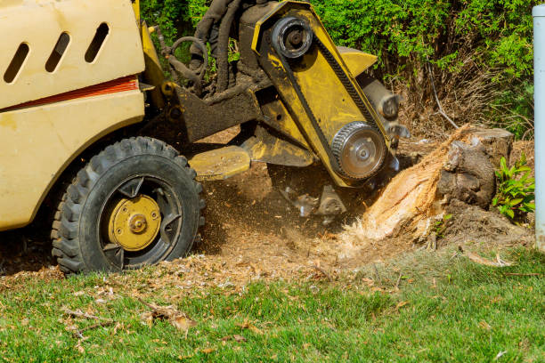 Best Tree Risk Assessment  in Packanack Lake, NJ
