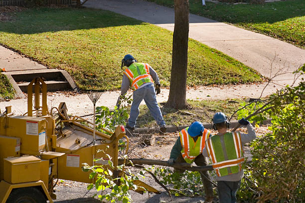 Best Stump Grinding and Removal  in Packanack Lake, NJ