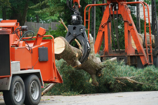 Packanack Lake, NJ Tree Services Company