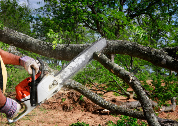 How Our Tree Care Process Works  in  Packanack Lake, NJ